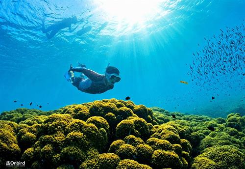 PRO-SNORKELING to Explore Hidden Coral Reefs (MAX 10 PAX)